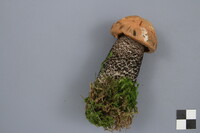 Leccinum versipelle image